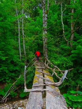 The man on the forest road Stock Photos