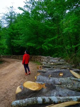 The man on the forest road Stock Photos