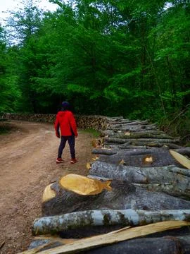 The man on the forest road Stock Photos
