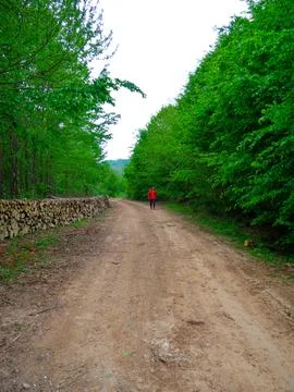 The man on the forest road Stock Photos