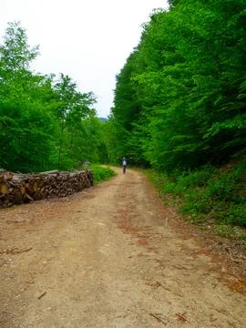 The man on the forest road Stock Photos