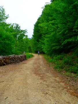 The man on the forest road Stock Photos