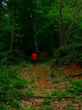 The man on the forest road Stock Photos