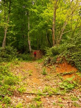 The man on the forest road 库存照片
