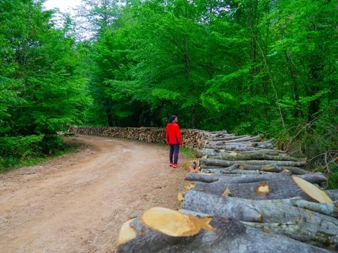 The man on the forest road Stock Photos