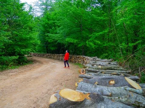 The man on the forest road Stock Photos