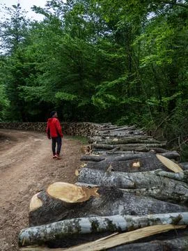 The man on the forest road Foto stock