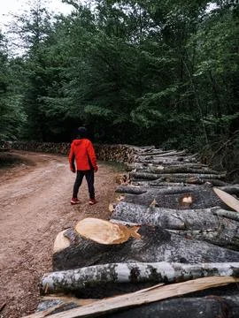 The man on the forest road Stock Photos