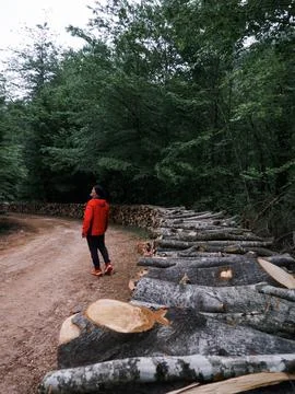 The man on the forest road 库存照片