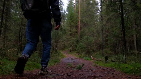 Man in forest trail with backpack, gimbal shot Stock Footage 97505360