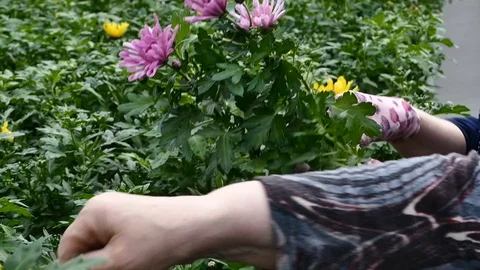 Man forms a bouquet of pink chrysanthemums Stock Footage 74333064