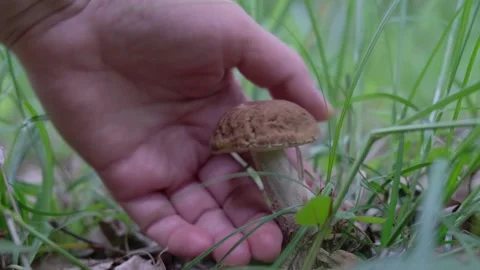A man found a mushroom in the forest Stock Footage 273208329