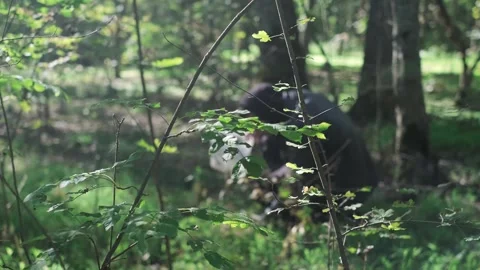 Man found mushrooms in the forest, cutting them with a knife to place in a baske Stock Footage 293683670