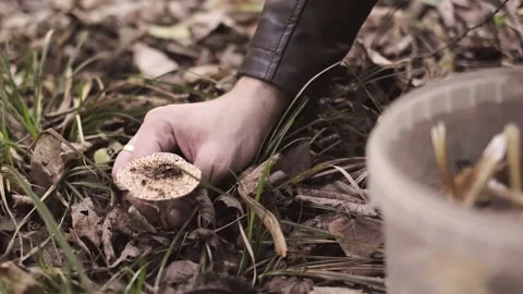 Man found mushrooms in the forest, cutting them with a knife to place in a baske Stock Footage 293683745
