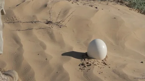 A man found an ostrich egg in the hot sand Vídeo Stock 62473393