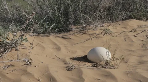 A man found an ostrich egg in the hot sand Vídeo Stock 62473425