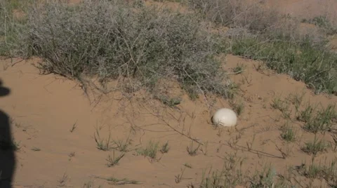 A man found an ostrich egg in the hot sand Vídeo Stock 62473622