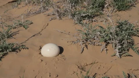 A man found an ostrich egg in the hot sand Stock Footage 62473652