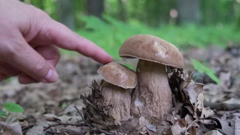 A man found two boletes Stock Footage 270374720