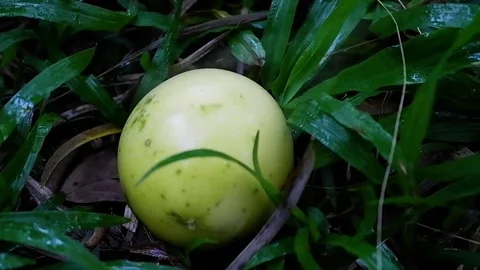 A man found yellow fruit in the jungle. Video stock 122881111