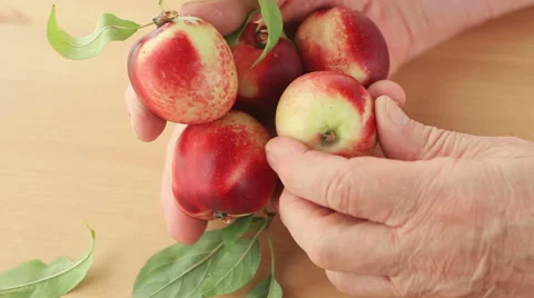 Man with fresh nectarines Stock Footage 65796657
