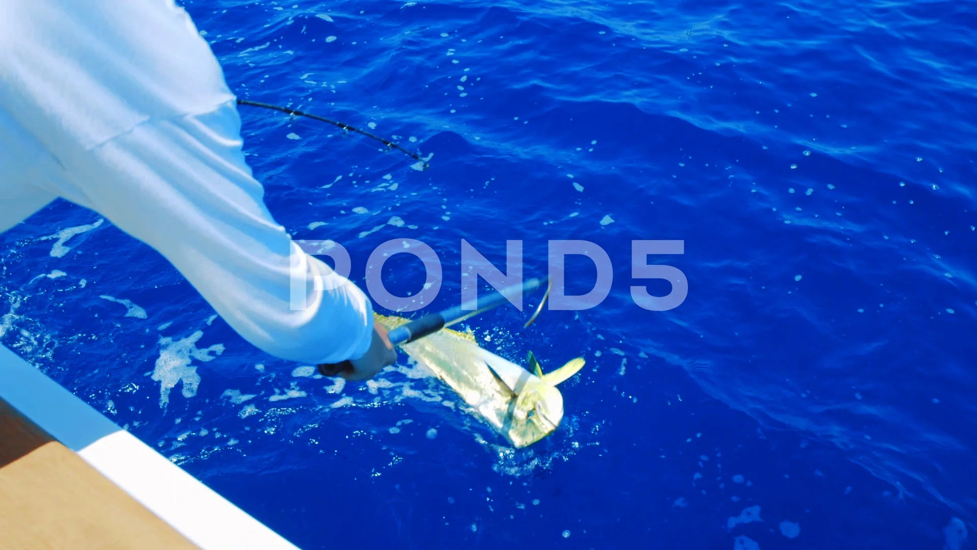 Man gaffing tired mahi mahi fish next Stock Video Pond5