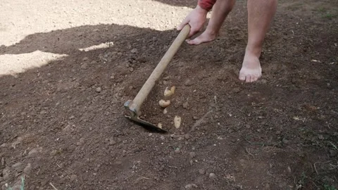 Man in the garden collecting. Stock Footage 137538313