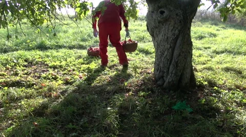 Man gardener picking apples in two wicker baskets and carrying them away Stock Footage 58210287