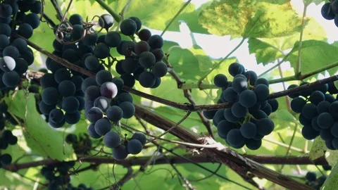 A man gardener picking black grapes on a vine in a vineyard in sunny summer 動画素材 122269875