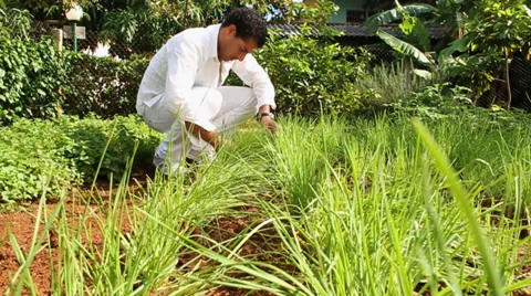 Man gardening herbs Stock Footage 38760243
