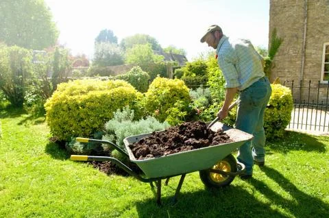 A man gardening, using a fork to add mulch and fertiliser to soil around mature Stock Photos