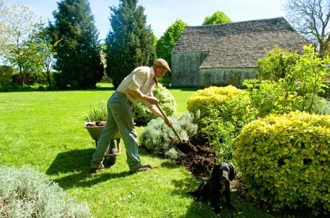 A man gardening, using a fork to add mulch and fertiliser to soil around mature Stock Photos