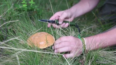 A man gathering mushrooms in a forest Stock Footage
