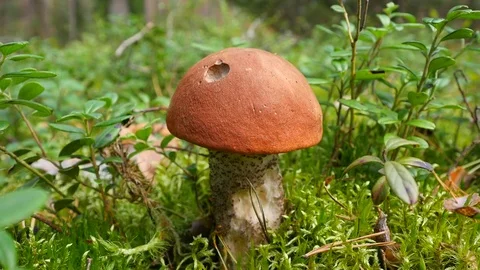 Man gathering mushrooms in the forest Stock-Footage 80359421