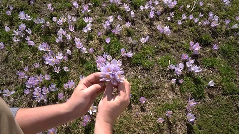 Man gathers wild crocuses Video stock 75956580