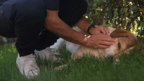 Man gently caresses his brown and white dog in a sunny day. Dog on the grass Stock-Footage 141145342