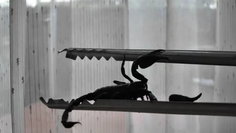 Man gently catch black scorpion with stainless steel clamp. Vídeo Stock 306675814
