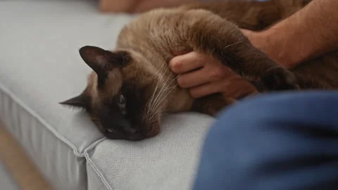 Man gently cuddling a relaxed siamese cat on a couch indoors, depicting aff.. Vídeos de archivo 276180725