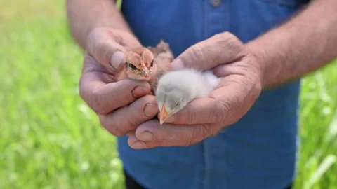 Man gently holds tiny chicks in caring hands above green grass, farming 4k 動画素材 343127218