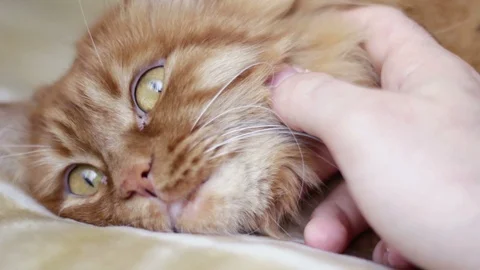 A Man Gently Pets An Orange Cat Stock Footage 87094783