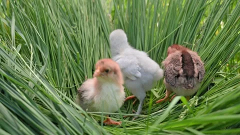 Man gently places chick into green grass, animal protection, poultry farming Vídeos de archivo 343127169