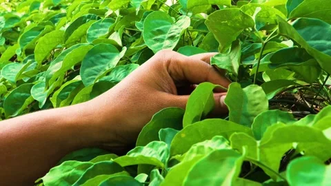 A man gently removes a vibrant green leaf from a Tinospora cordifolia vine, his  Stock Footage 321861577
