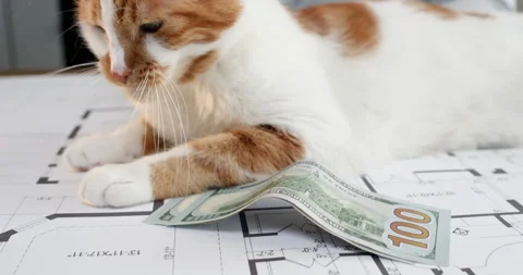 Man gently strokes cat lying comfortably near dollar bills Stockbeeldmateriaal 314727969