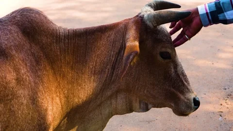 A man gently strokes the head of a calm cow, showing a moment of peaceful intera Stock Footage 321861572