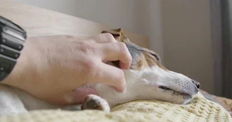 Man gently strokes her dog Stock-Footage 151918403
