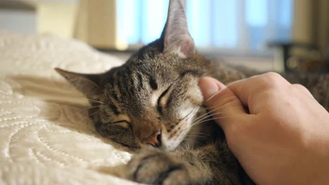 Man gently strokes his cat Stock Footage 101416095