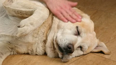 Man gently strokes his sick labrador retriever dog Stock Footage 255003436