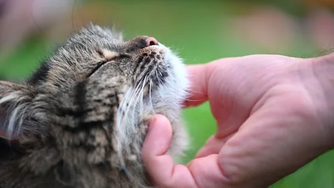 Man gently stroking a content cat, evoking blissful trust and happiness Vídeos de archivo 283975763