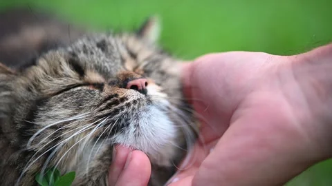 Man gently stroking a joyful cat beneath its chin on a warm summer day Vídeos de archivo 283401450