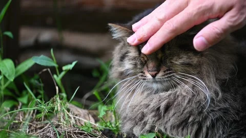 Man gently stroking a siberian cat while enjoying the sunlight on grass Видео 285436259